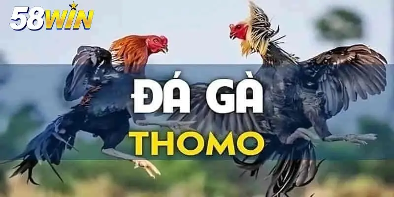 Trải nghiệm hấp dẫn đá gà tại 58win